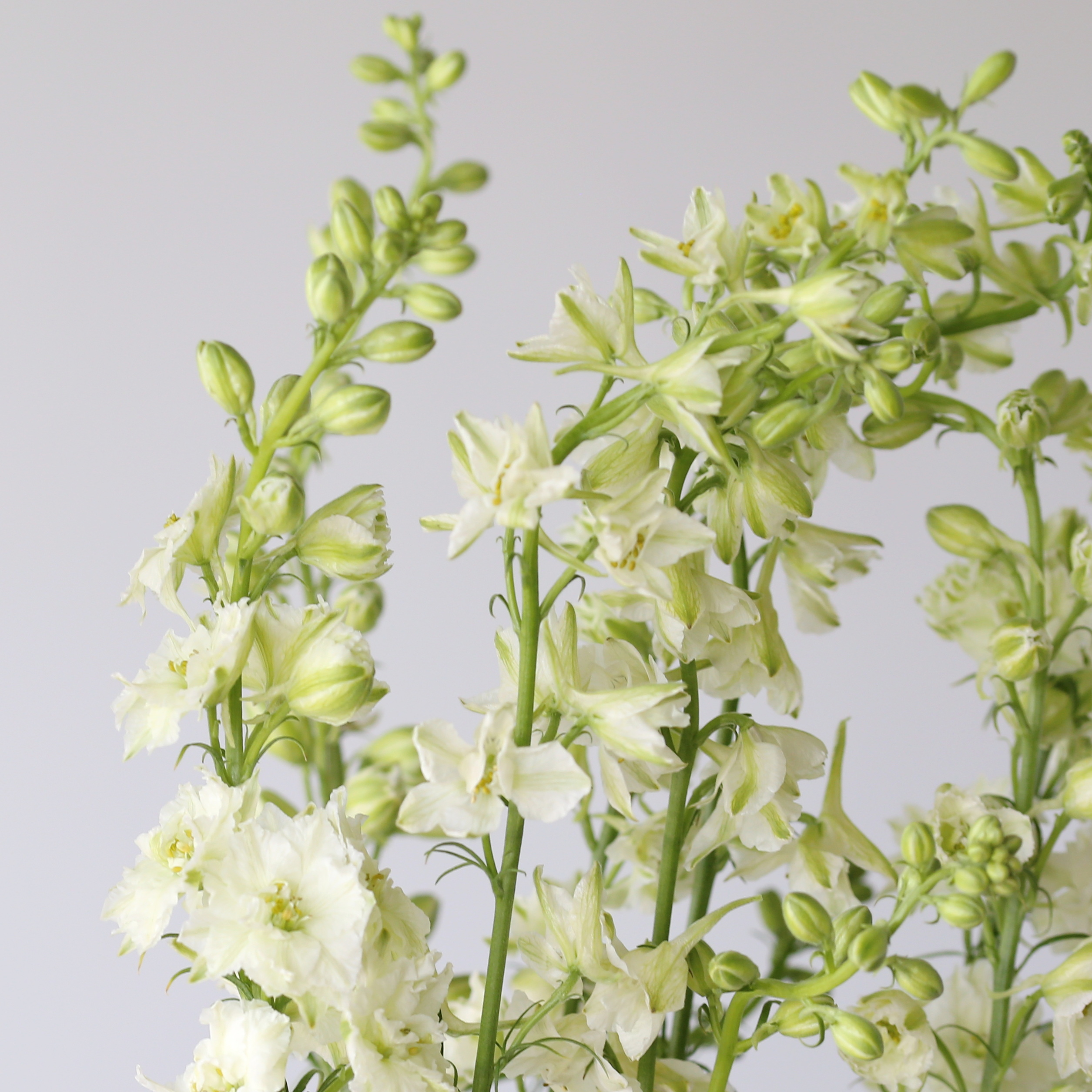 Larkspur White Close Up