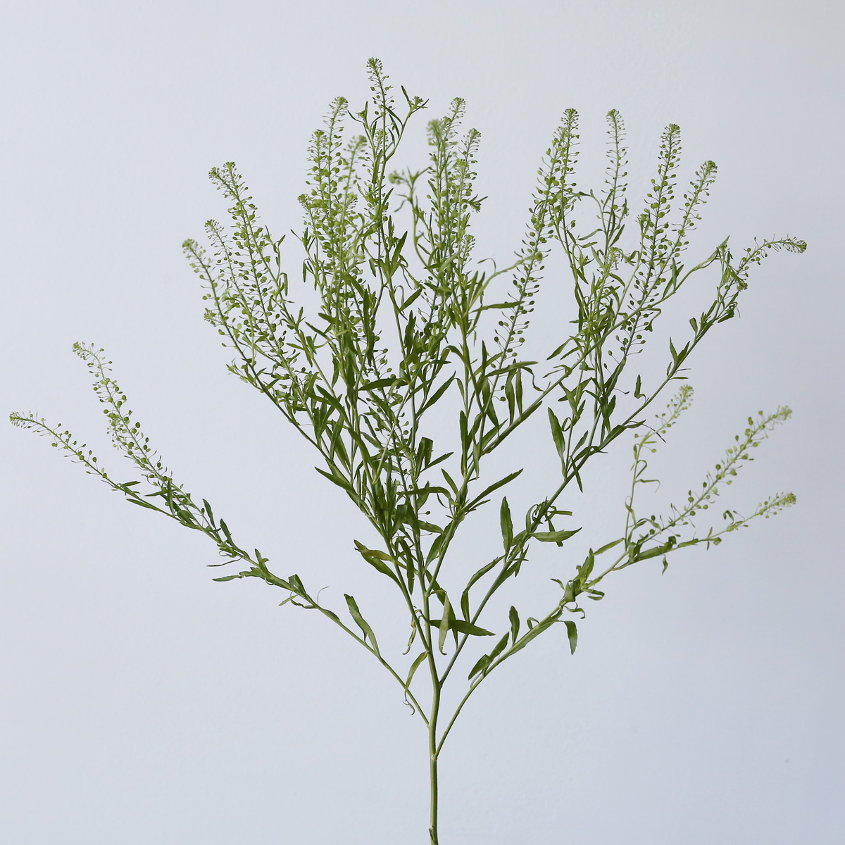 Lepidium (thilaspi) Single Stem