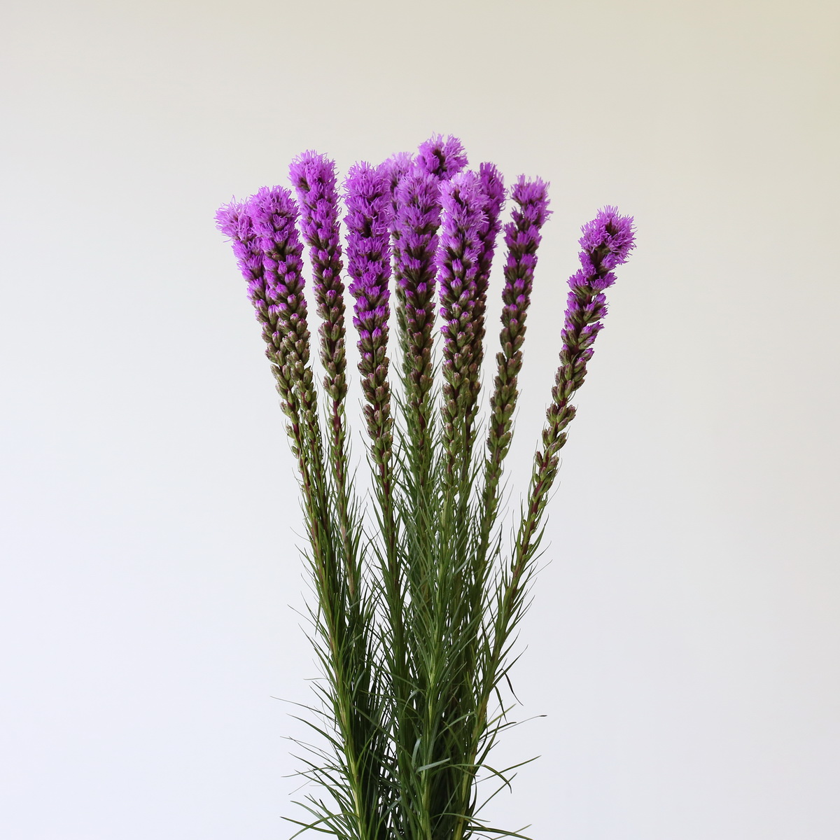 Liatris Bunch