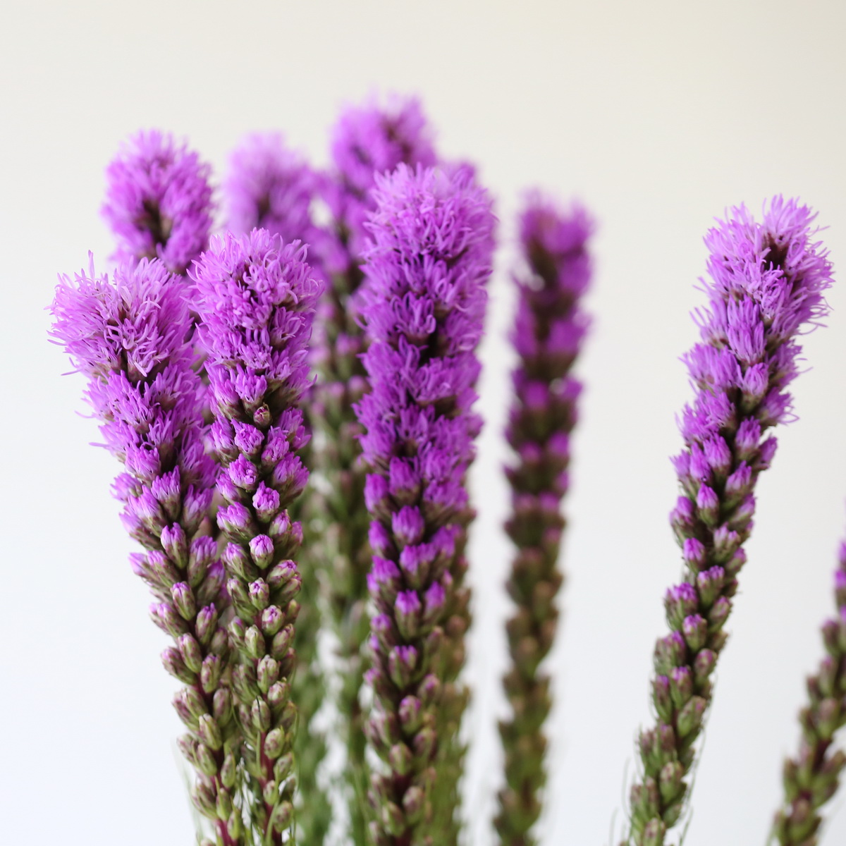 Liatris Cluster