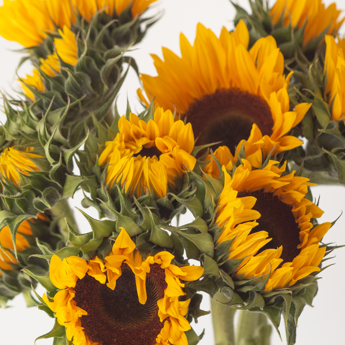 Canadian grown sunflowers