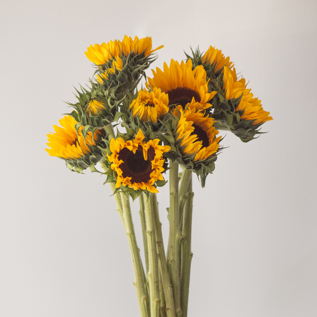 Canadian grown sunflowers