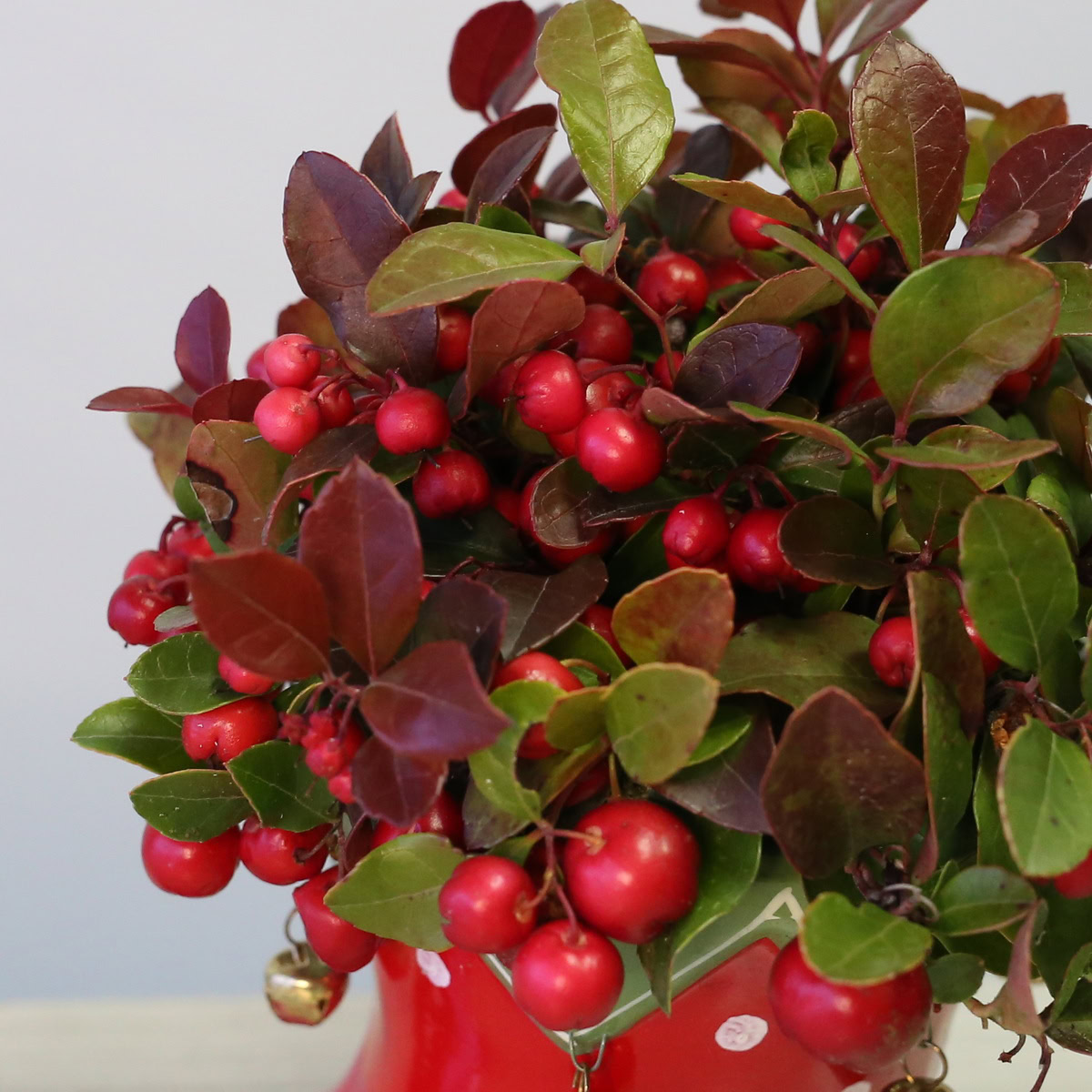 Elf boot Gaultheria (winterberry)