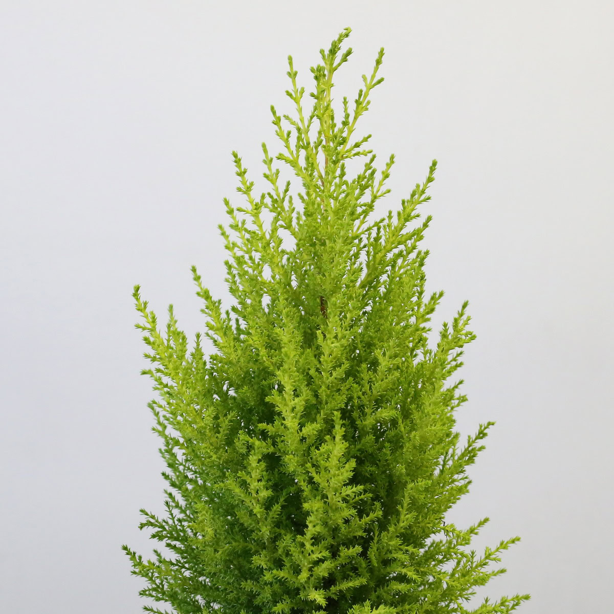 Lemon Cypress Tree