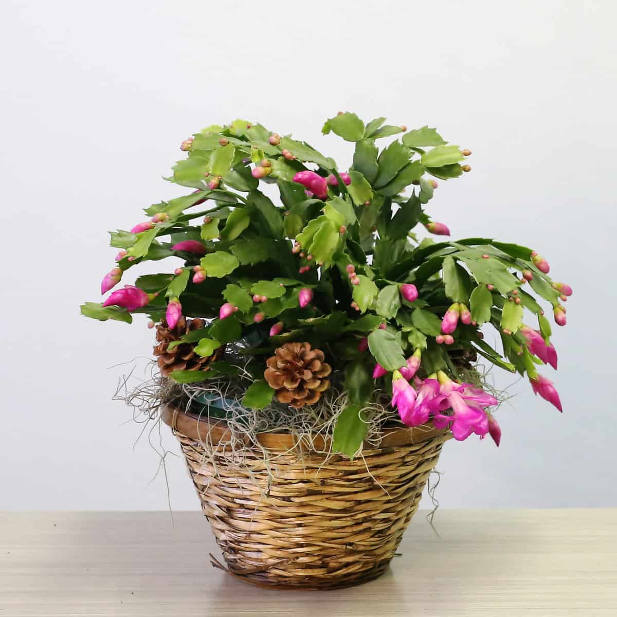 Christmas Cactus Schlumbergera