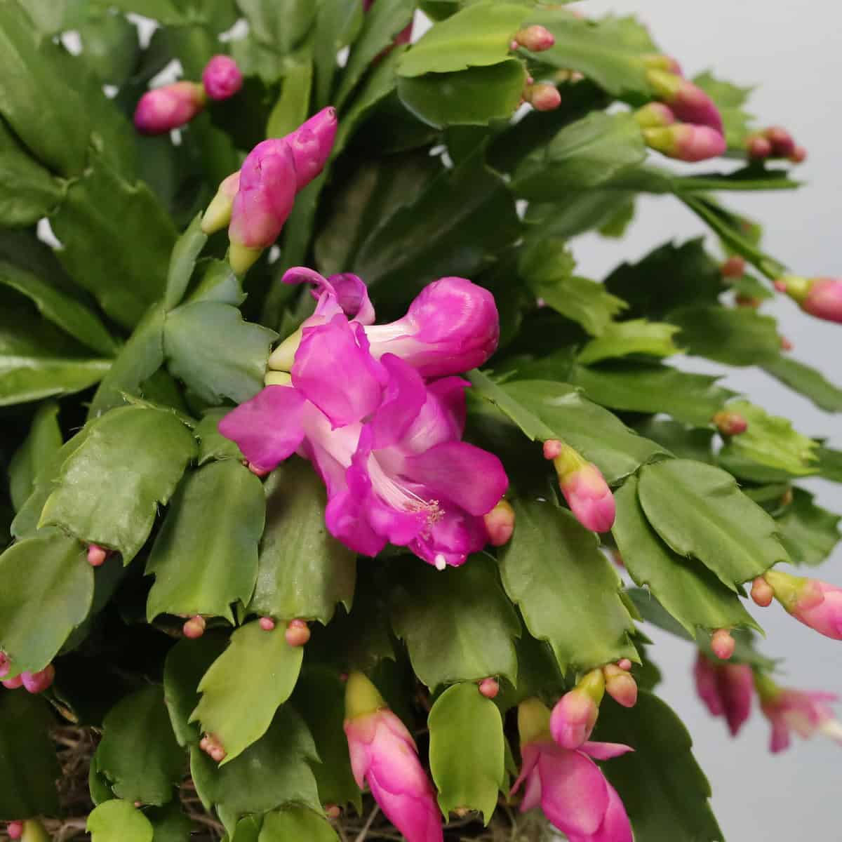 Christmas Cactus Schlumbergera