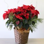 Poinsettia exubérant