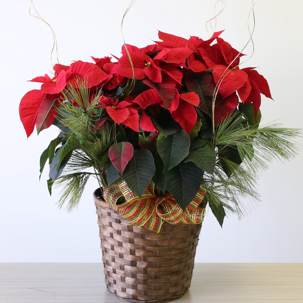 10" Poinsettia