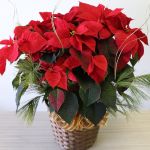 Poinsettia exubérant