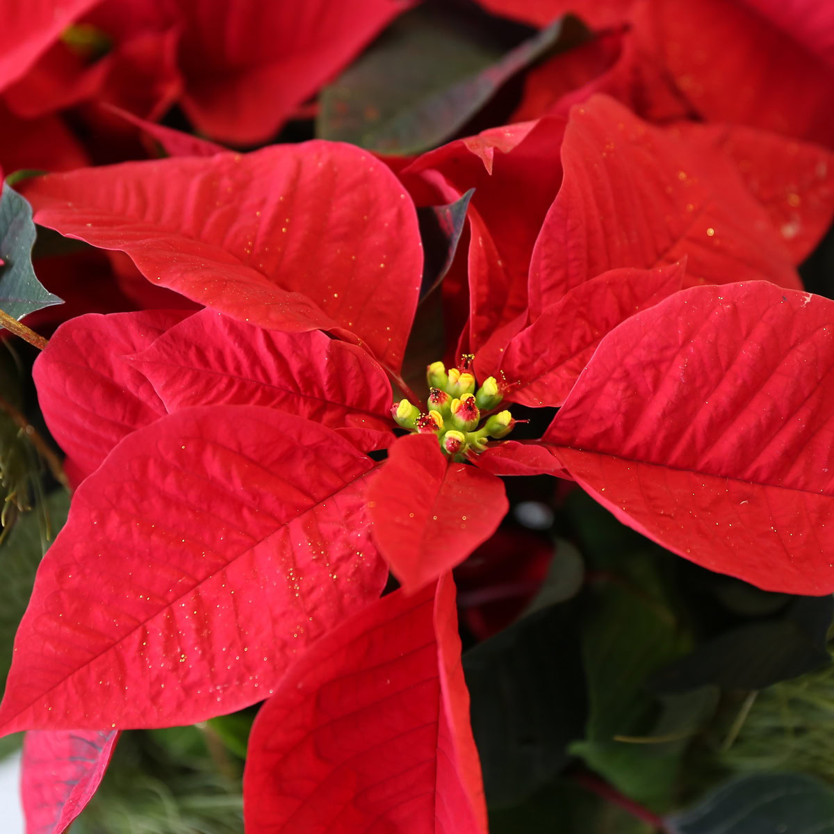 10" Poinsettia