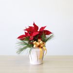 Cute Poinsettia