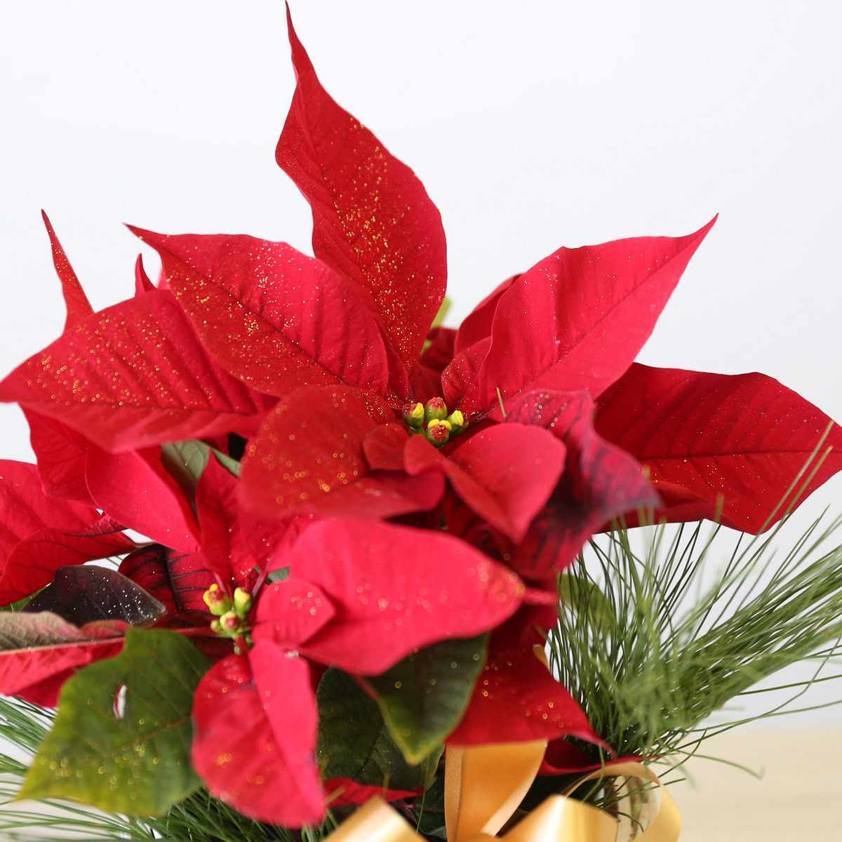 4" Poinsettia