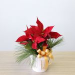 Cute Poinsettia