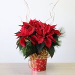 Pretty Poinsettia