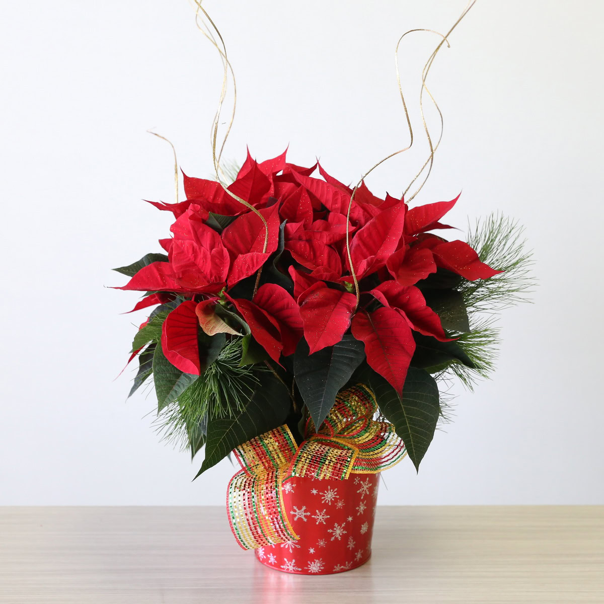 6" Poinsettia