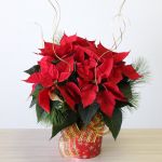 Pretty Poinsettia