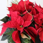 Pretty Poinsettia