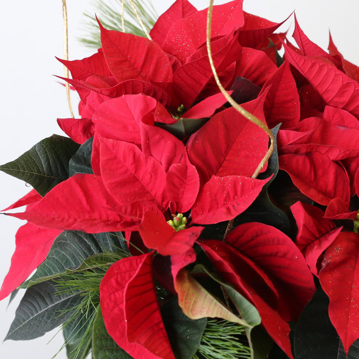 6" Poinsettia