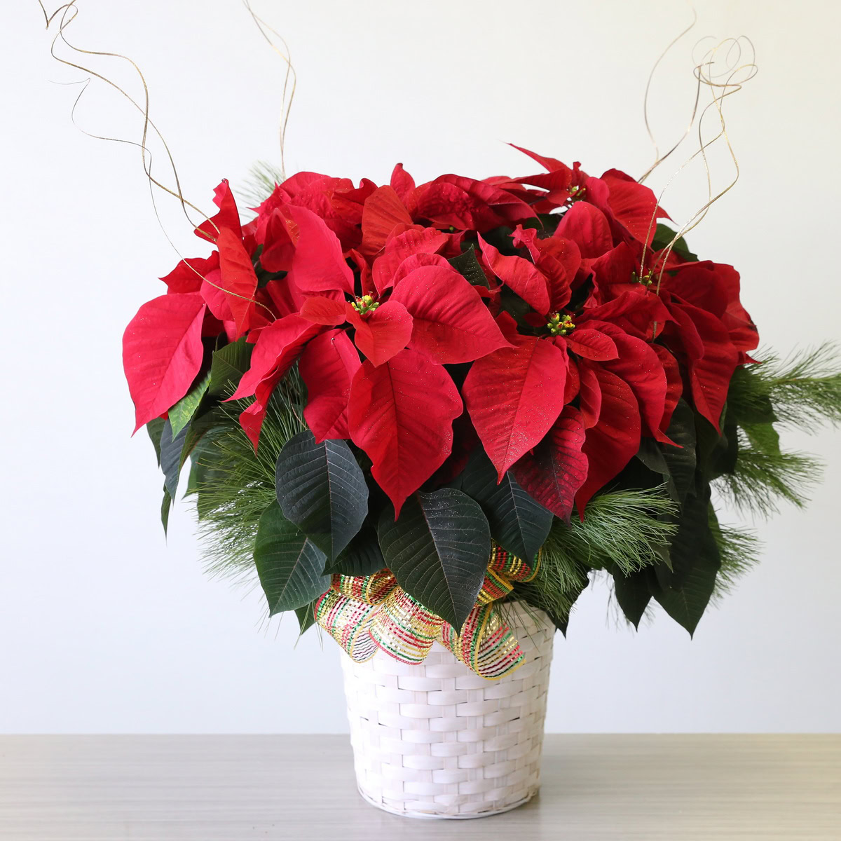 8" Poinsettia 