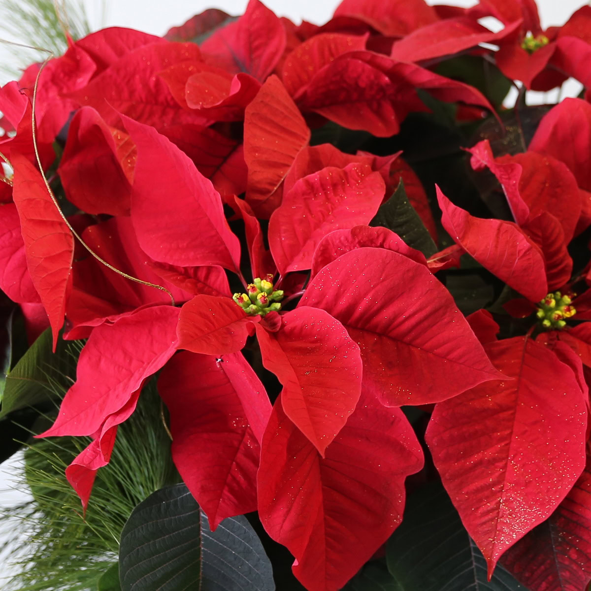 8" Poinsettia