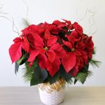 Festive Poinsettia