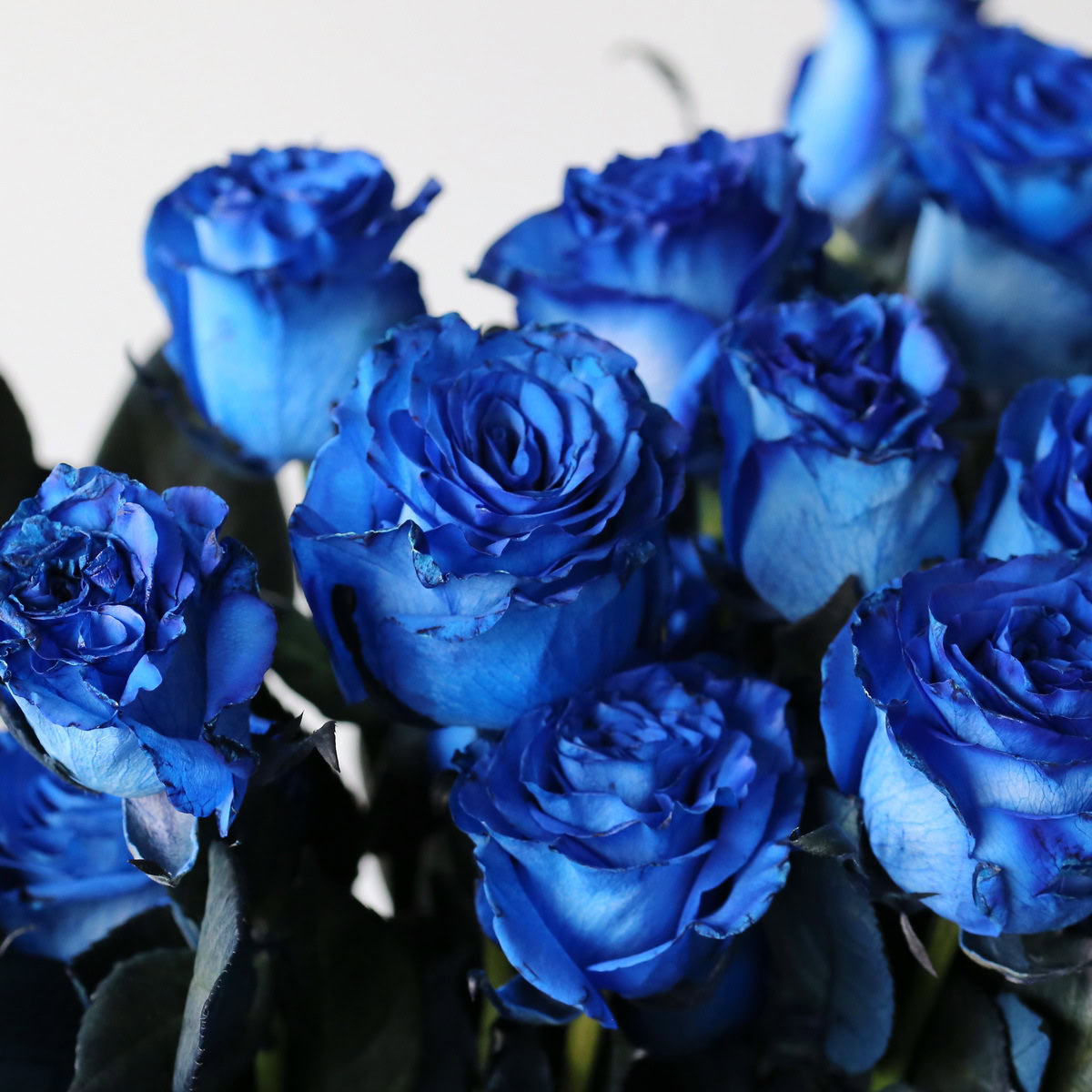 Blue Roses