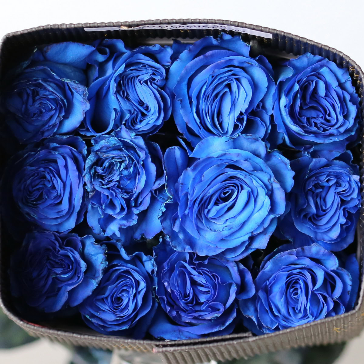 Blue Roses