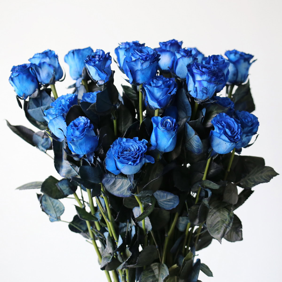 Blue Roses