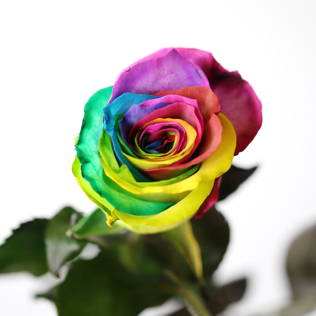 Rainbow Rose