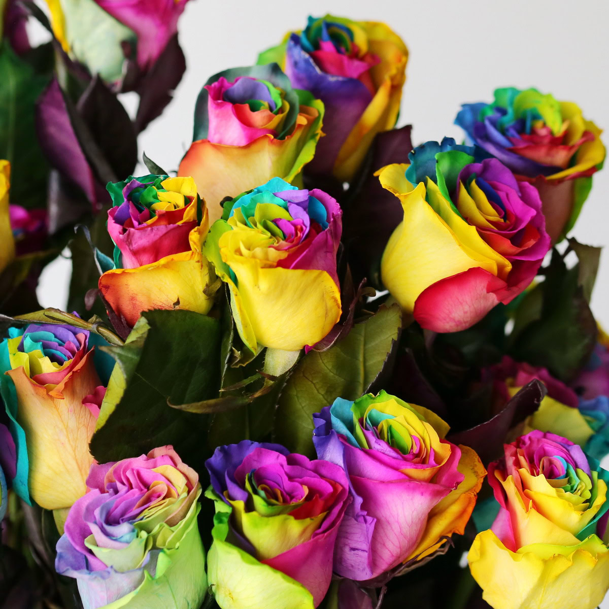 Rainbow Roses