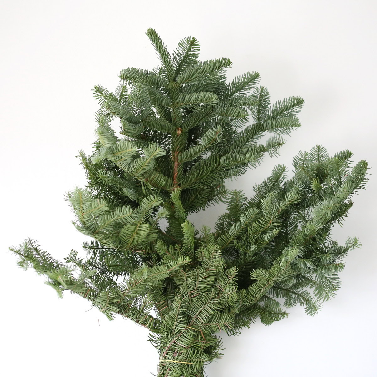 Noble Fir