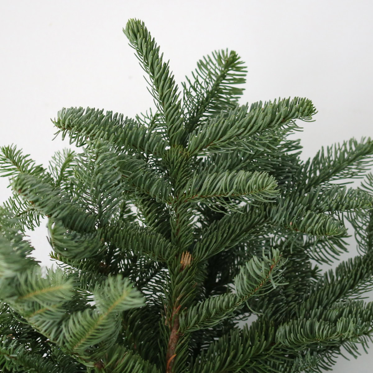 Noble Fir