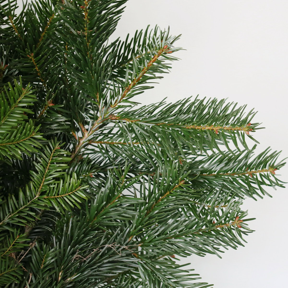 Silver Fir