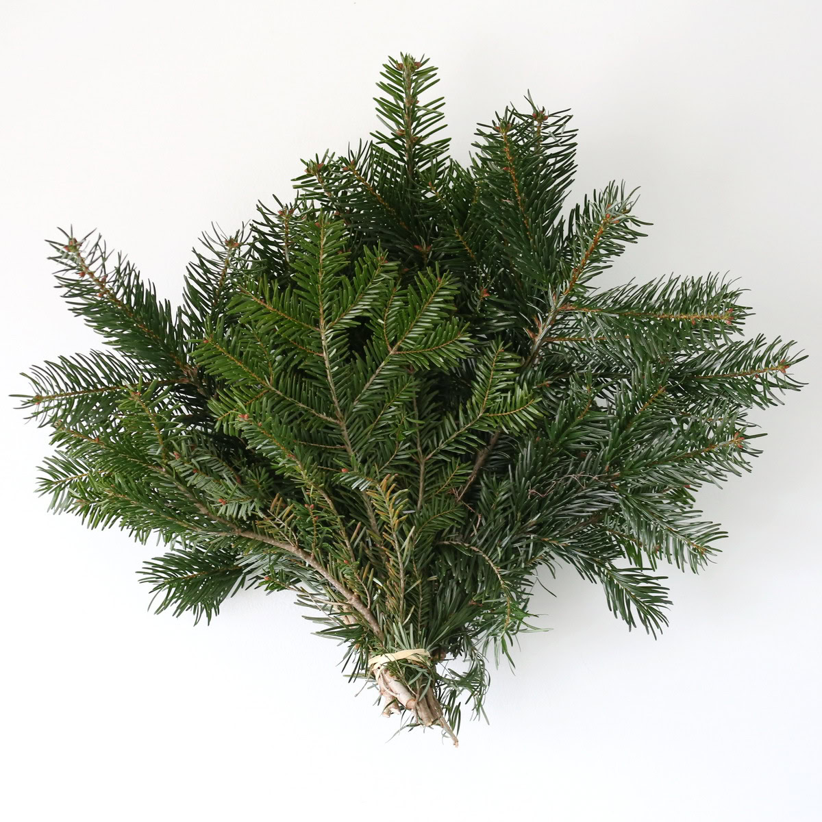 Silver Fir Bunch