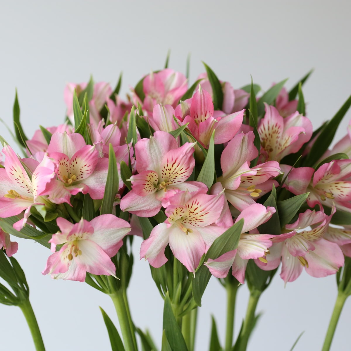 Alstroemeria Dubai Pink closeup