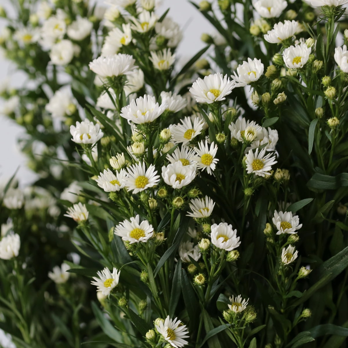 Mini asters white