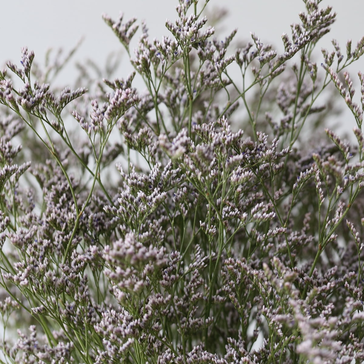 Limonium Caspia Misty Blue