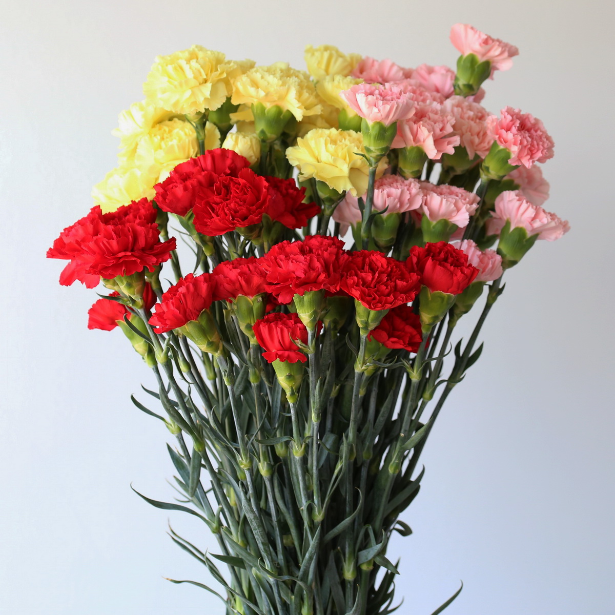 Carnations Assorted Category