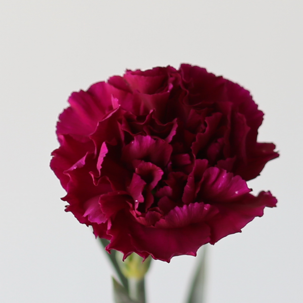 Dark mauve carnations