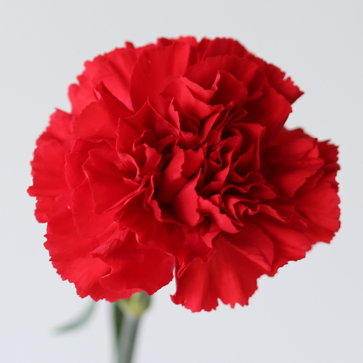 Carnations Red Bulk DIY closeup