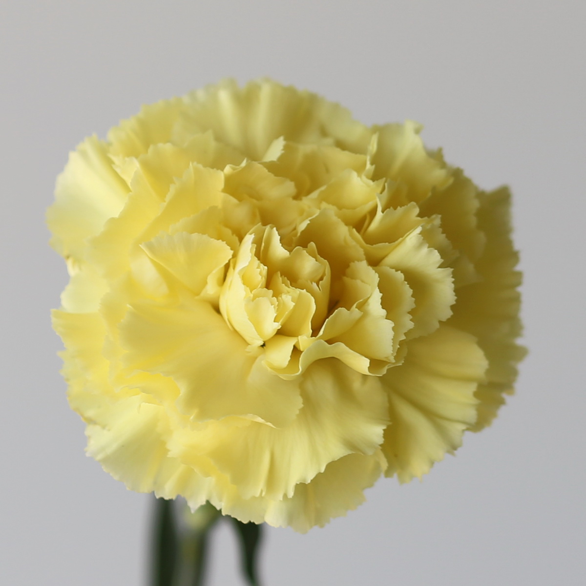 Carnations Yellow Bulk DIY closeup