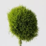 Green Trick Dianthus (Bulk DIY)