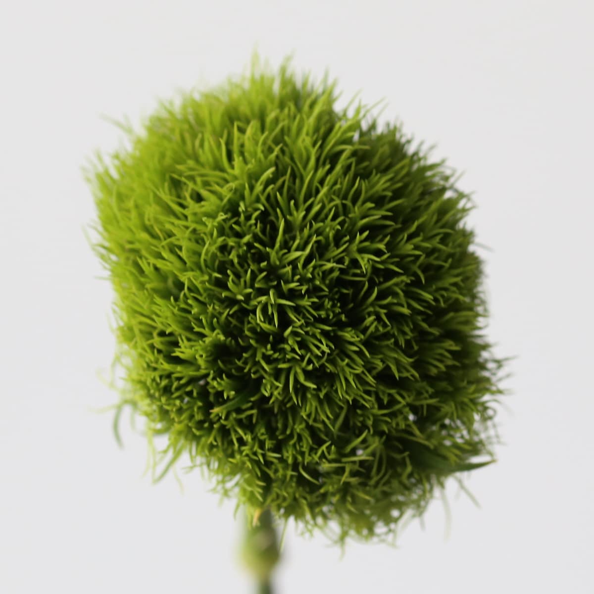 green trick dianthus