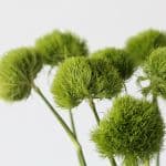 Green Trick Dianthus (Bulk DIY)