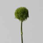 Green Trick Dianthus (Bulk DIY)