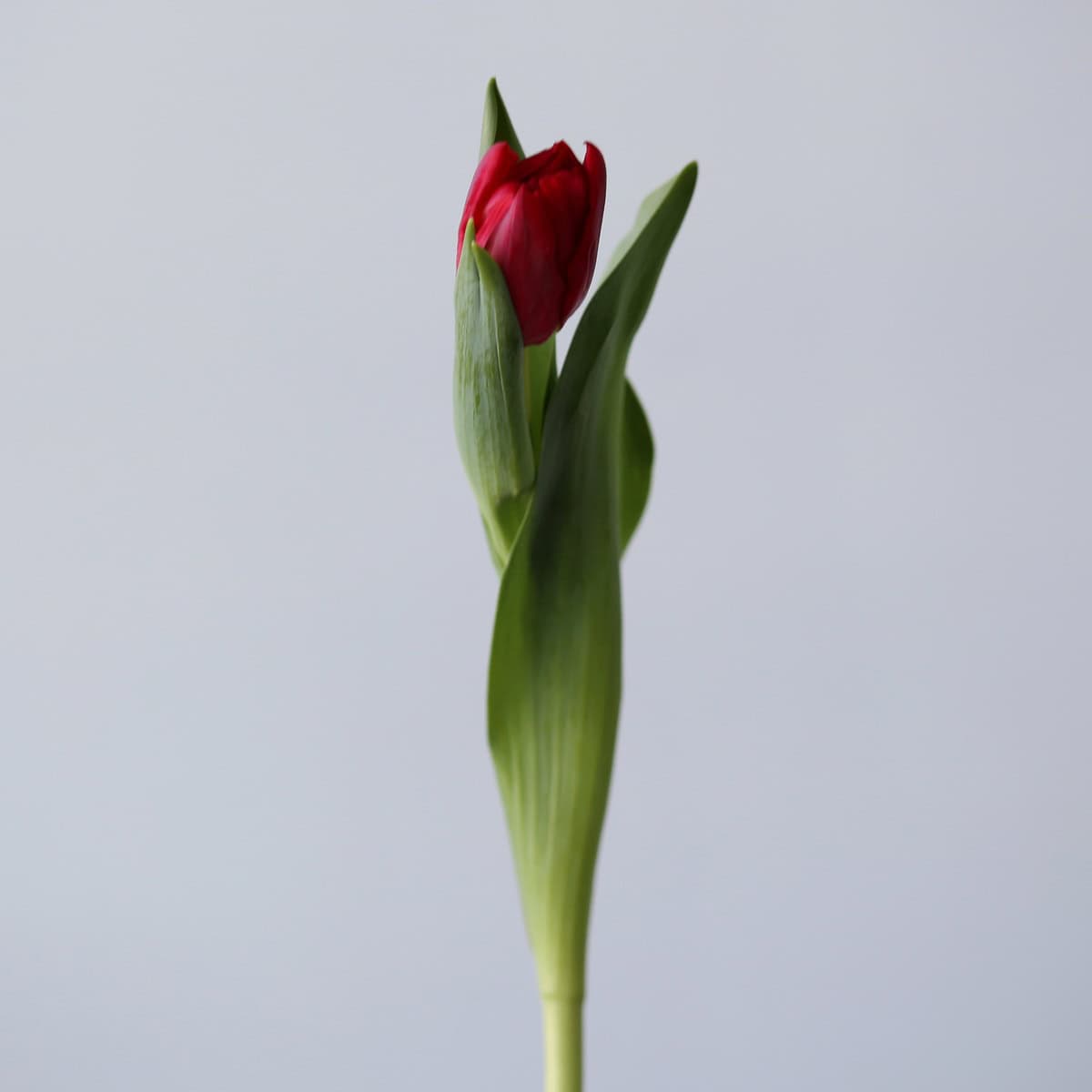 Scarlet Verona Double Tulip