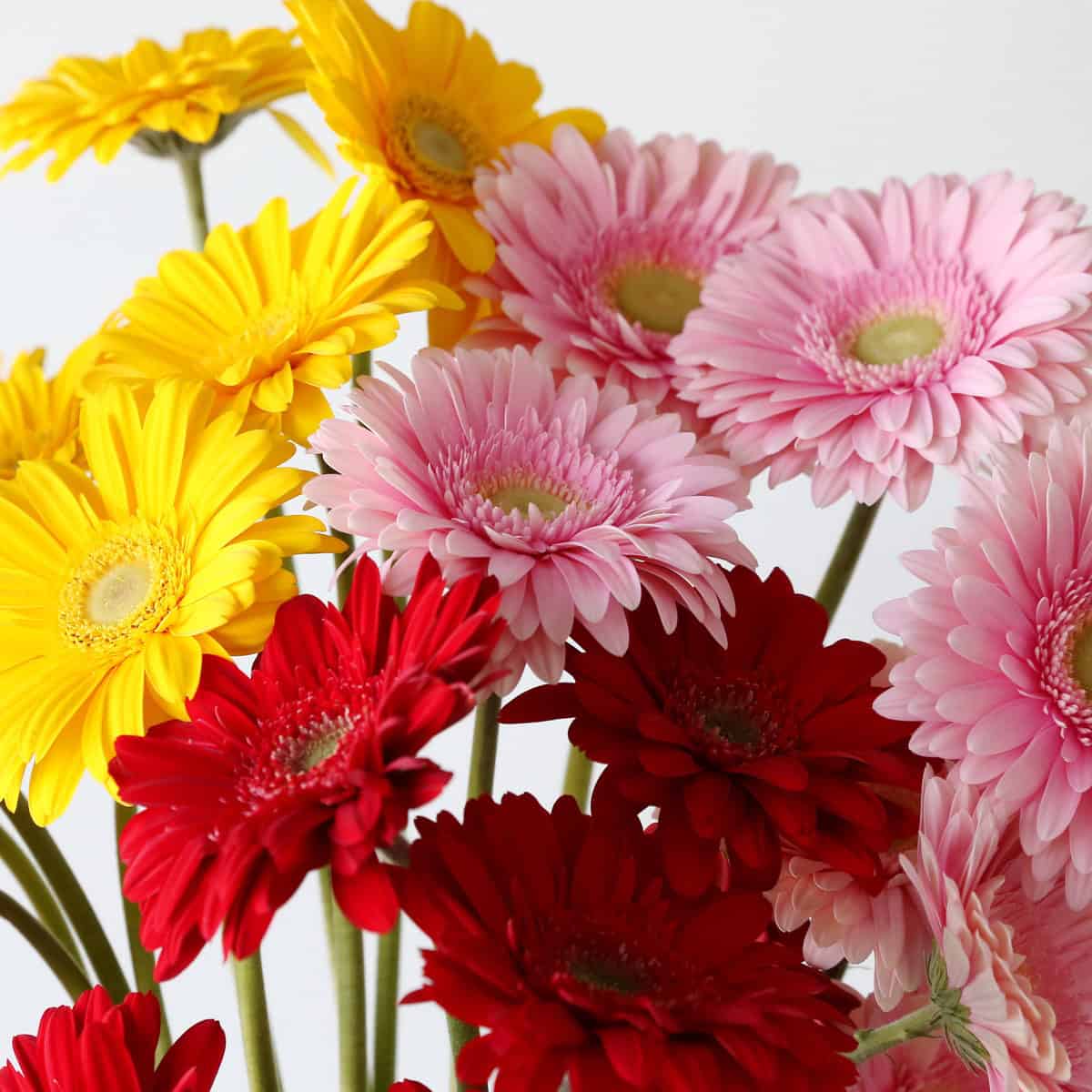 Assorted Gerbera Bulk DIY