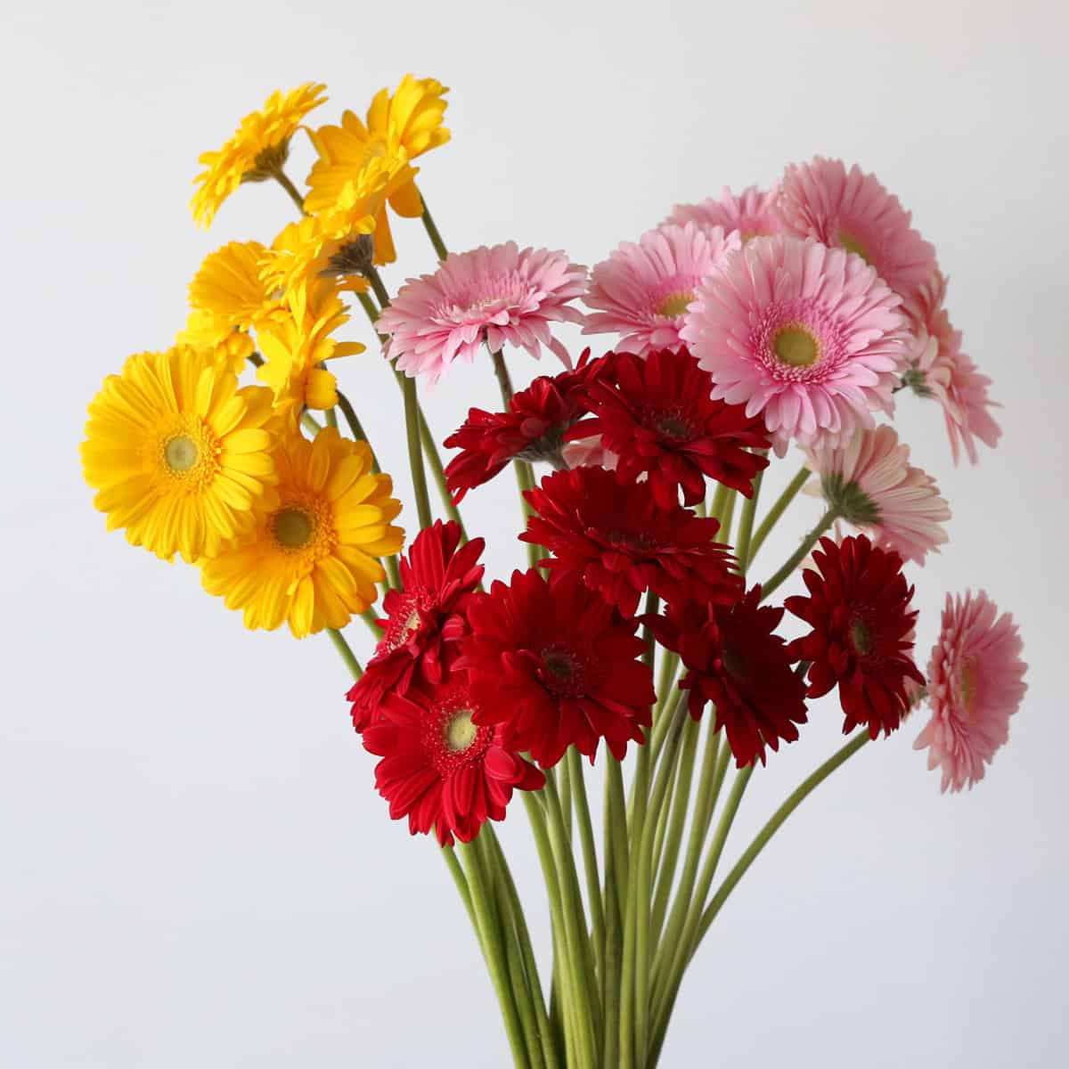 Assorted Gerbera Bulk DIY