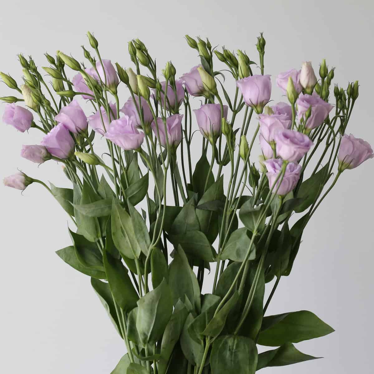 Lisianthus Lavender