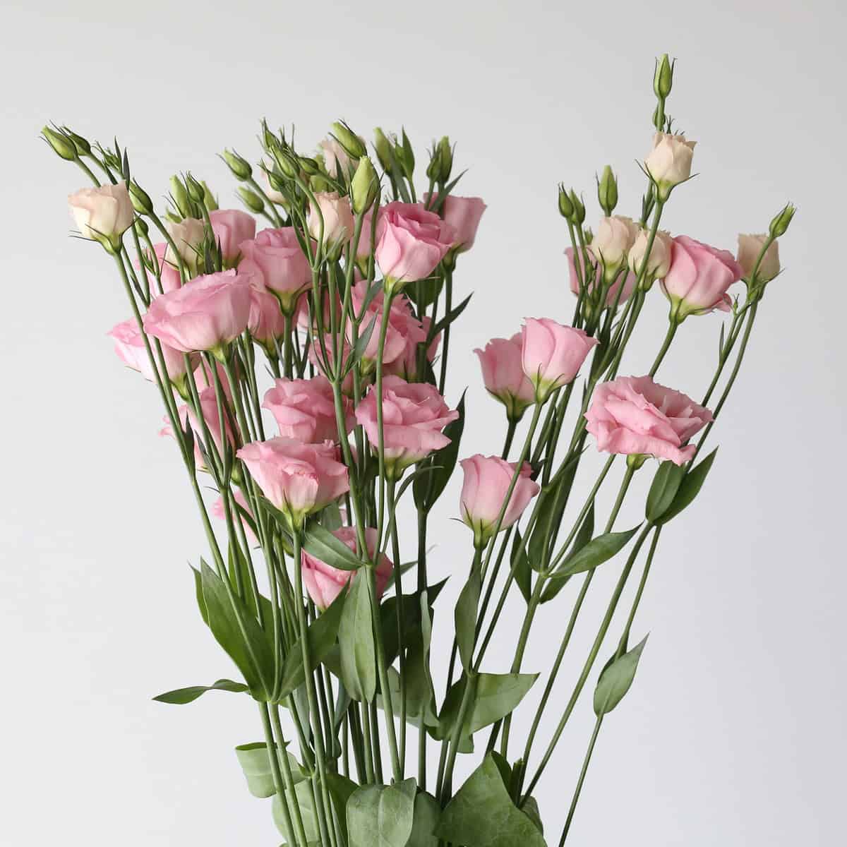 Lisianthus Light PInk